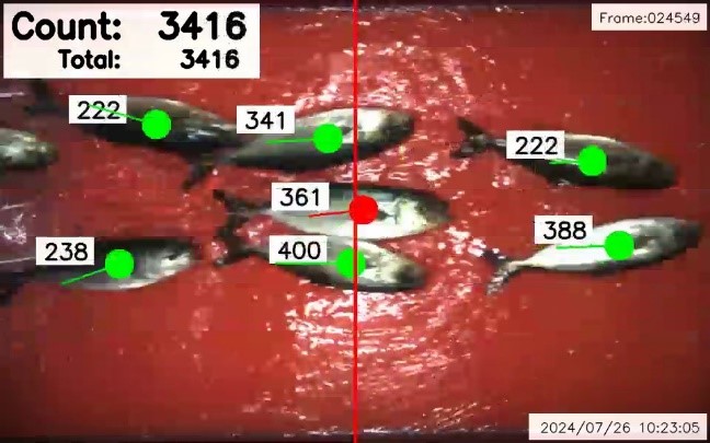 中央電子の養殖魚計数機の映像